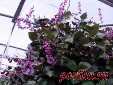 Эти чудные бобы увьют заборы и столбы - Садоводка