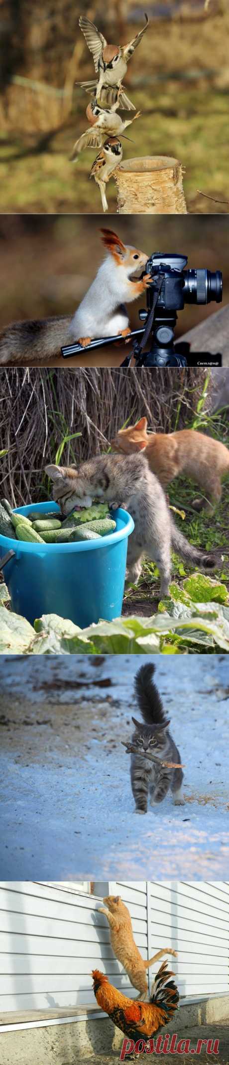 Финалисты Конкурса «Не Может Быть!» От Яндекс.Фотки