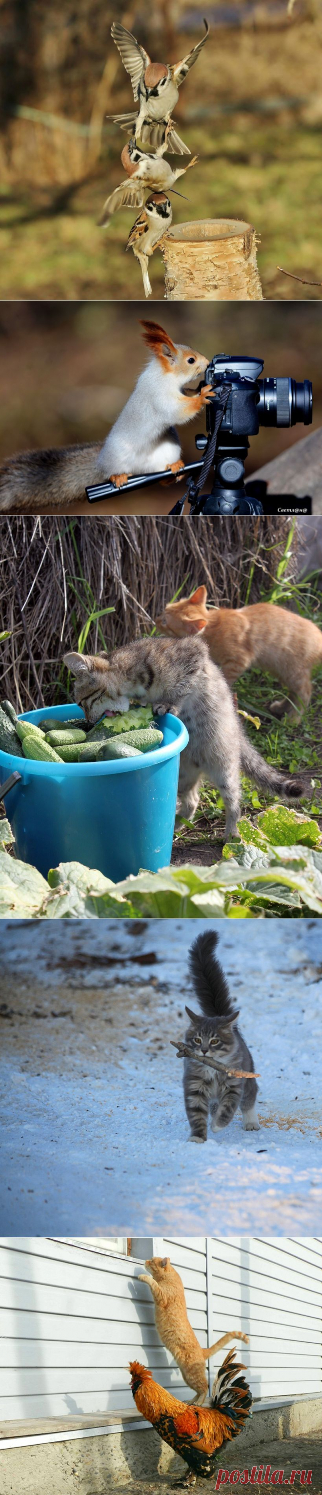 Финалисты Конкурса «Не Может Быть!» От Яндекс.Фотки