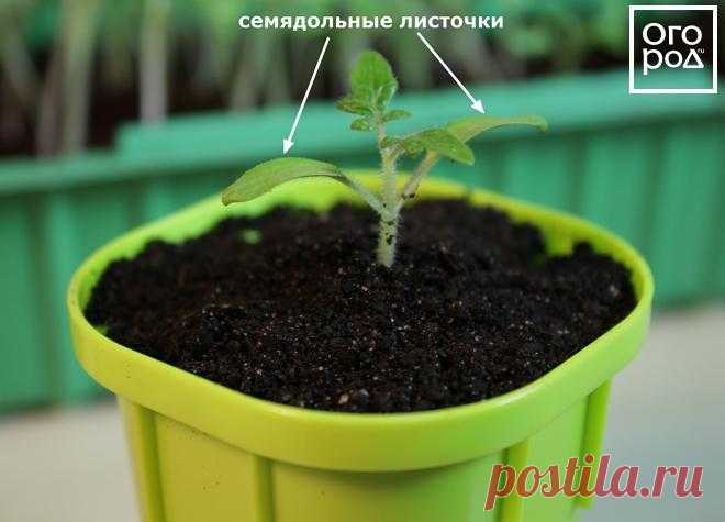 Способы пикировки рассады: подробный мастер-класс с фото | На грядке (Огород.ru)