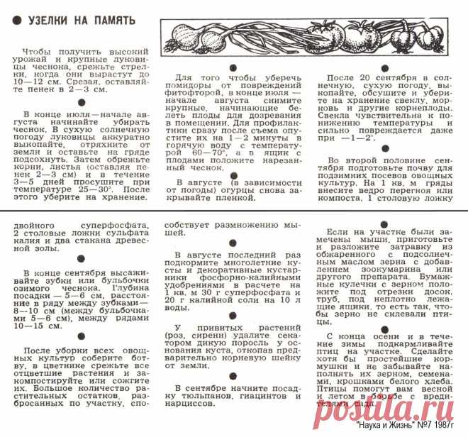 Узелки на память (дачнику)