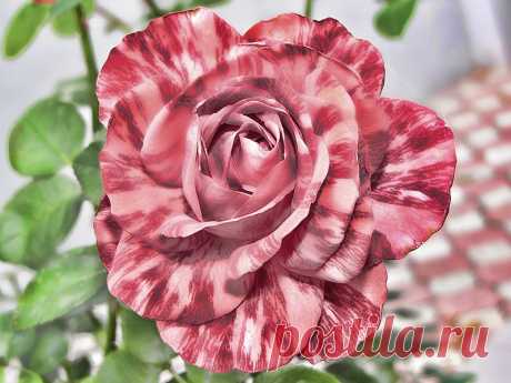 ʁwи ǝоw - Любовь — «Тигрица» на Яндекс.Фотках