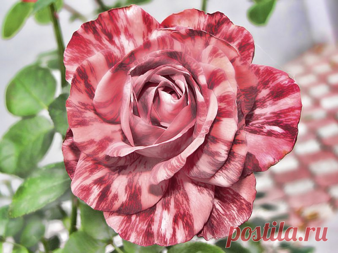 ʁwи ǝоw - Любовь — «Тигрица» на Яндекс.Фотках