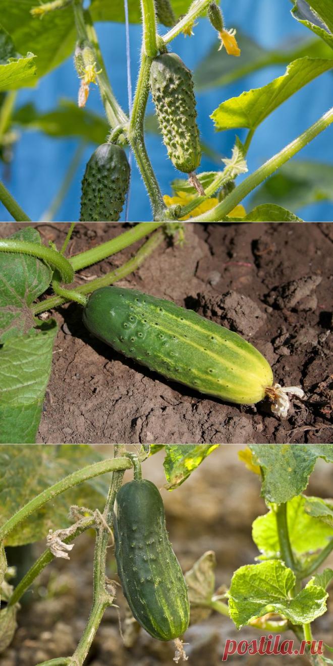 КАК ДОБИТЬСЯ ПЛОДОНОШЕНИЯ ОГУРЦОВ ДО САМЫХ ЗАМОРОЗКОВ | Самоцветик