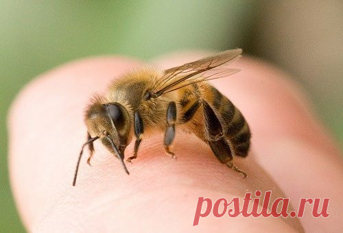 Первая помощь при укусе пчелы или осы