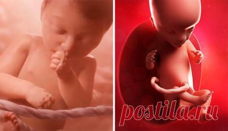 6 заблуждений о ребенке в животе и беременности - ПолонСил.ру - социальная сеть здоровья - Медиаплатформа МирТесен «Факты» об эмбрионе, плоде и ребенке во время беременности, которые оказались неправдой или неточны. В Интернете очень много ложных фактов о зачатии, беременности и родах. И пускай завести ребенка хотят не все, согласно исследованию, информацию об этом ищут в Сети почти 100% женщин и много - 7 февраля - 43686595384 - Медиаплатформа МирТесен