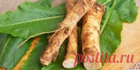 Когда выкапывать хрен: лучшее время для сбора урожая