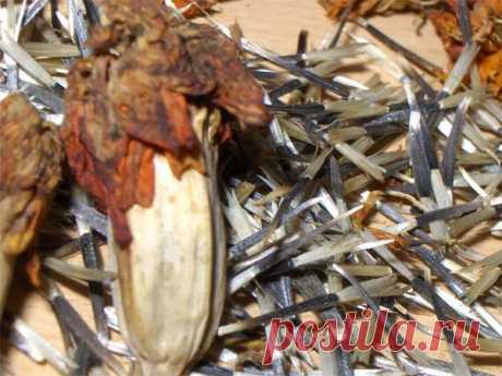 Как собрать семена бархатцев в домашних условиях