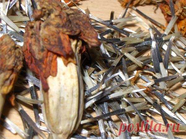 Как собрать семена бархатцев в домашних условиях