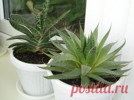 10 растений, которые принесут в ваш дом любовь. | Мамам, женщинам, бабушкам и очень любознательным.