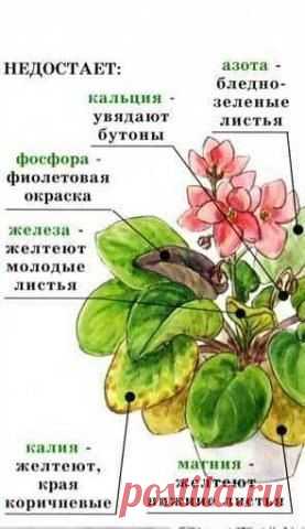 БОЛЕЗНИ И ЛЕЧЕНИЕ ФИАЛОК В ФОТОГРАФИЯХ | Купля/Продажа/Обмен фиалки в Украине | ВКонтакте