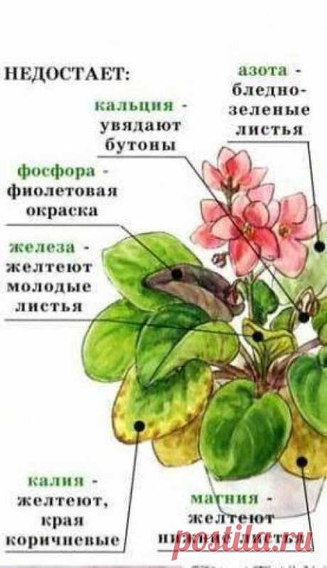 БОЛЕЗНИ И ЛЕЧЕНИЕ ФИАЛОК В ФОТОГРАФИЯХ | Купля/Продажа/Обмен фиалки в Украине | ВКонтакте
