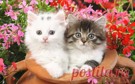 обои котята 011960 Котята маленькие пушистые цветы
