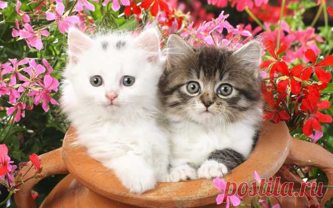 обои котята 011960 Котята маленькие пушистые цветы