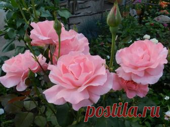 Роза Куин Элизабет – Rose Queen Elizabeth | Авторский блог Ирины Сотниковой