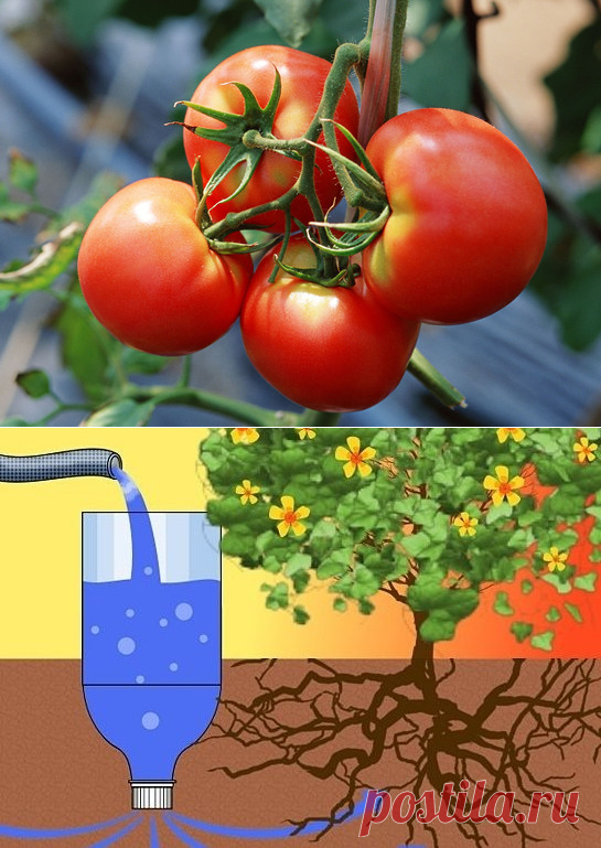 Полив помидор из пластиковых бутылок » Женский Мир