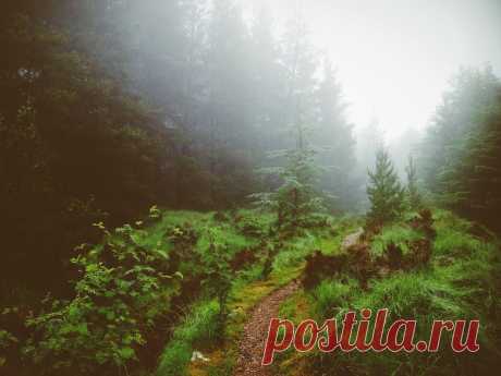 Потрясающий лес в Шеффилде - Путешествуем вместе