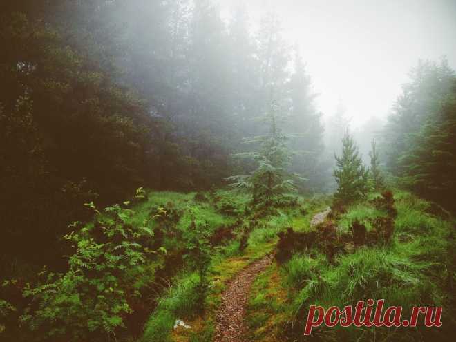 Потрясающий лес в Шеффилде - Путешествуем вместе