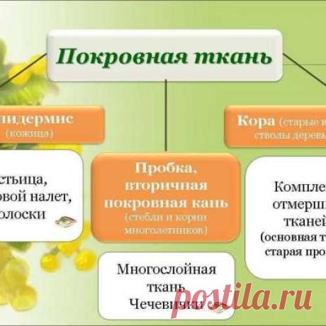 Учитель биологии!
