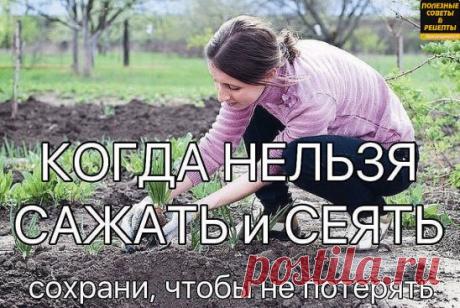 КОГДА НЕЛЬЗЯ САЖАТЬ и СЕЯТЬ
Народные приметы для садоводов-огородников!
- Картофель нельзя сажать на Вербной неделе, по средам и субботам - будет портиться.
- Если весна ранняя, то капусту, как и лук сеют на четвертой неделе Великого поста или позже - на пятой.
- Если весна запаздывает, то производят посев в последние дни Страстной недели, особенно в субботу.
- Подсолнухи лучше сажать в субботу, до восхода солнца или после его захода. Последнее предпочтительнее. При посадк...