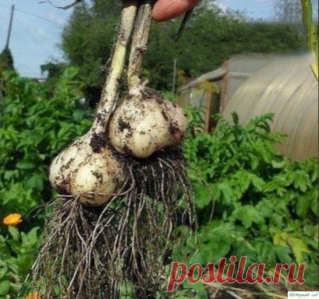 Caдовые премудрости
Ecли на огуречной грядке посадить подcoлнечник, уpoжайность огурцов возрастет и плодоносить они будут дольше.
Яблоню и вишню сажайте подальше одну от другой: их корни действуют друг на друга угнетающе.
Показать полностью...