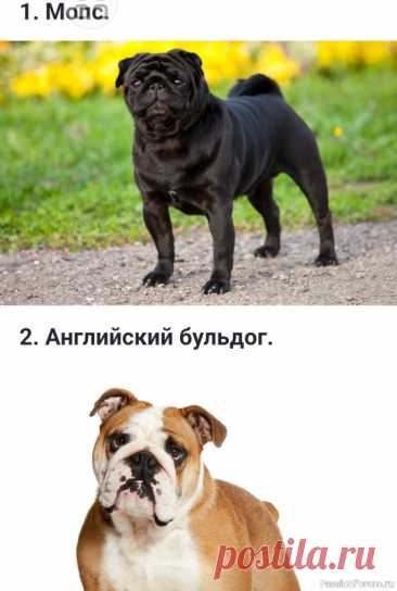 Какие бывают флегматичные (спокойные) породы собак? Есть породы очень активные и очень легко возбудимые, эдакие "шилопопы", которым всегда нужно куда-то бежать, что-то делать, играть, резвиться и общаться со всеми подряд. Другие породы собак отличаются от них тем, что они гораздо более спокойны. Это породы-флегматики. Разумеется, что и...