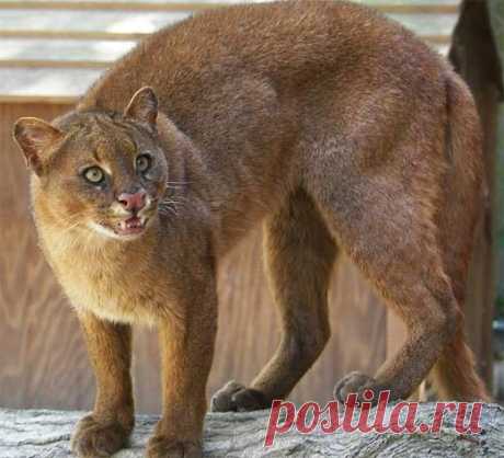 Jaguarundi - Tigrillo of the South | Animal Pictures and Facts | FactZoo.com