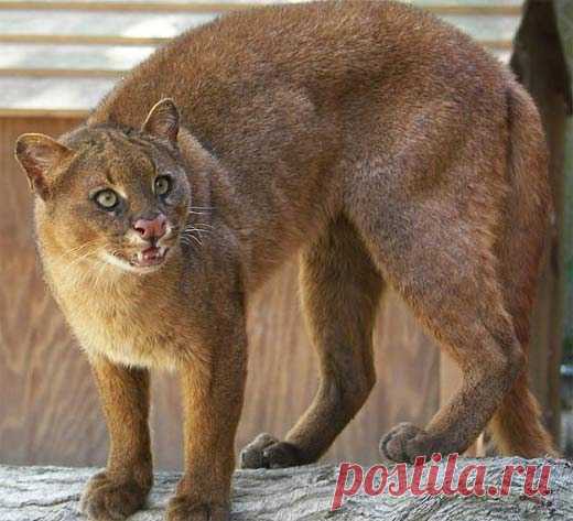 Jaguarundi - Tigrillo of the South | Animal Pictures and Facts | FactZoo.com