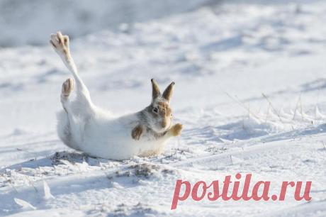 Победители конкурса фотографий Mammal Photographer 2020