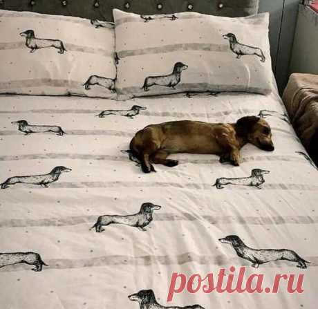 Не будите спящих собак
