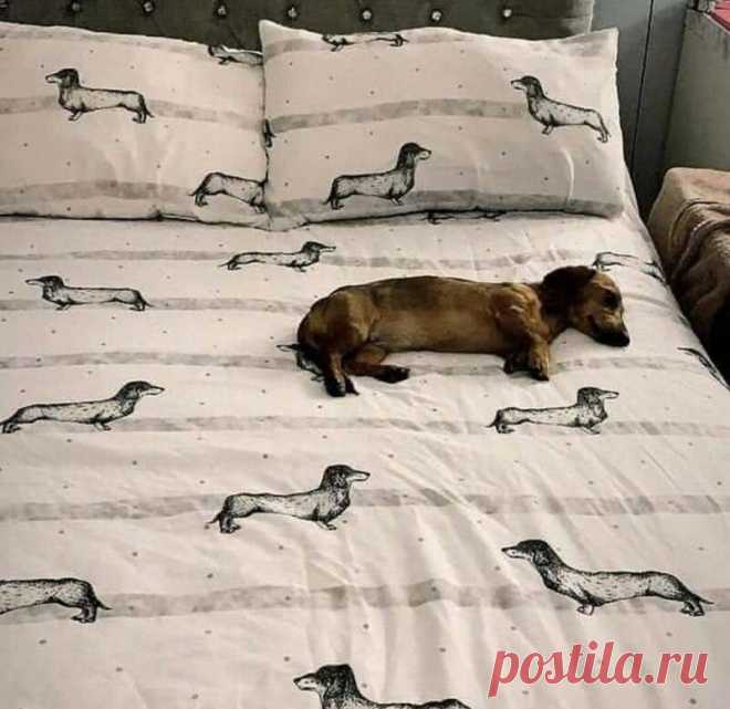 Не будите спящих собак