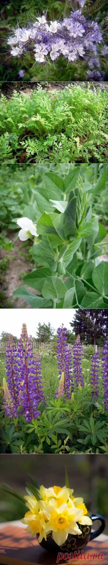 Сидерат фацелия как удобрение