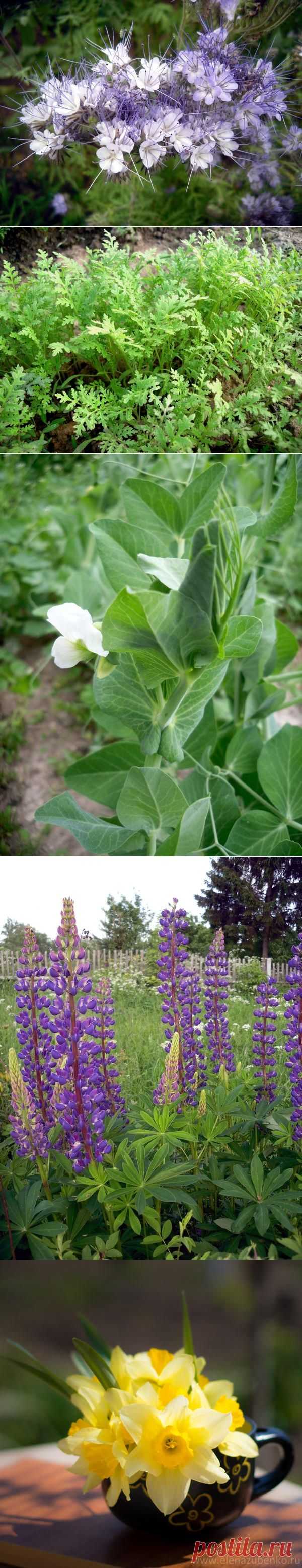 Сидерат фацелия как удобрение