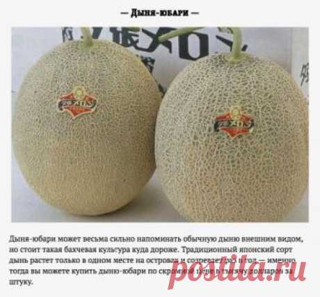 Самая дорогая еда на планете