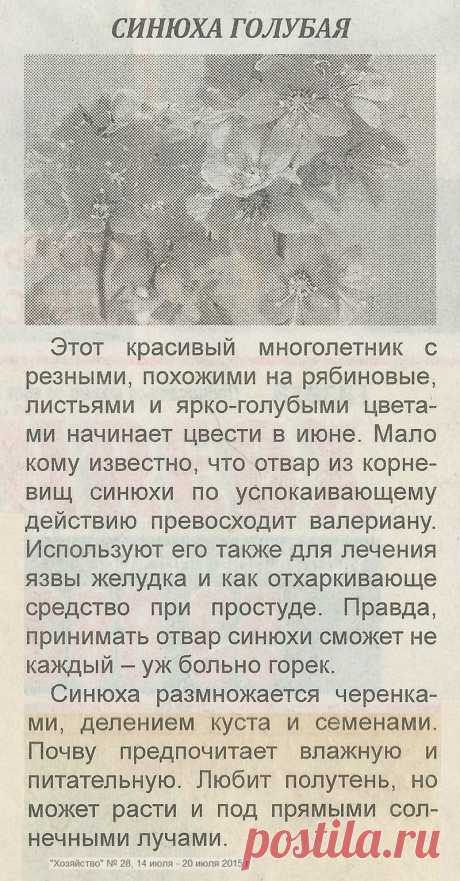 Синюха голубая