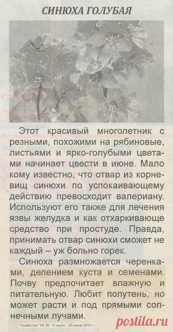 Синюха голубая