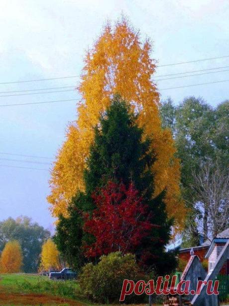 Красота! 🍁🍃🍂