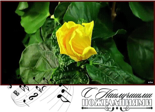 viv - цветы ru ~ Фотоальбомы ~ Beesona.Ru