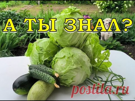 15 ОВОЩЕЙ, которые можно посеять в ИЮЛЕ🥒🍉🥦