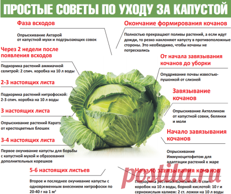 Советы по уходу за капустой