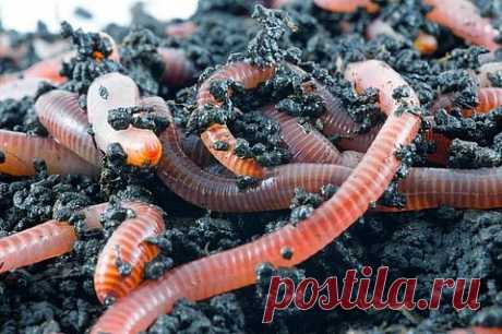 Разведение калифорнийских червей