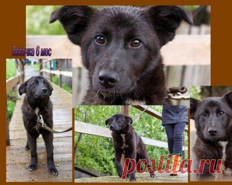 &quot;Помощь Братьям Нашим Меньшим&quot; (Екатеринбург)