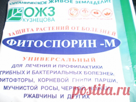 Посадка помидоров в горчицу. Необычный метод | Дачная жизнь | Яндекс Дзен