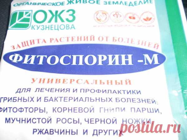 Посадка помидоров в горчицу. Необычный метод | Дачная жизнь | Яндекс Дзен