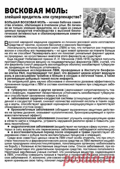 Восковая моль
