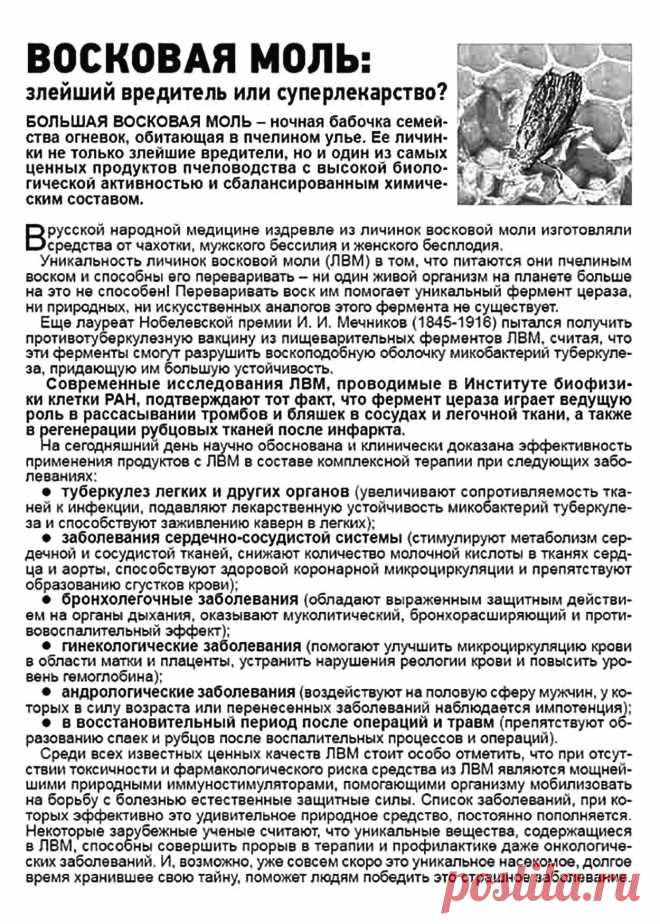 Восковая моль