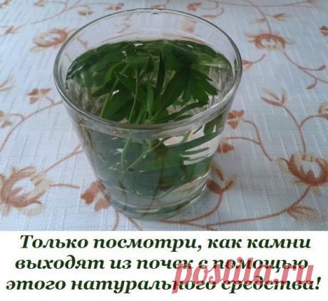 (1) Одноклассники