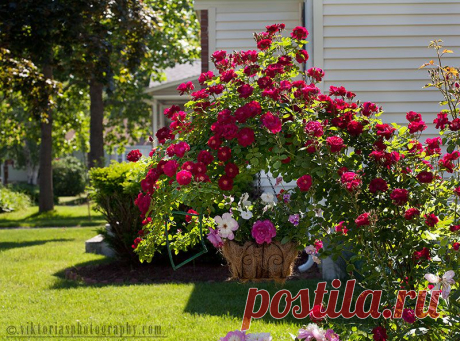 welcome to Viktoria's Pictures - Flowers/ Plants, and Gardens