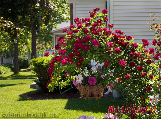 welcome to Viktoria's Pictures - Flowers/ Plants, and Gardens