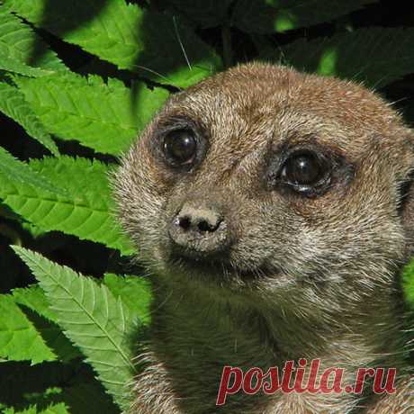 Животные - clipartis Jimdo-Page! Скачать бесплатно фото, картинки, обои, рисунки, иконки, клипарты, шаблоны, открытки, анимашки, рамки, орнаменты, бэкграунды